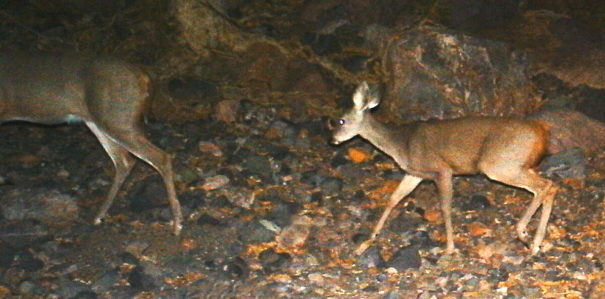 Wildlife, babies, Mexico